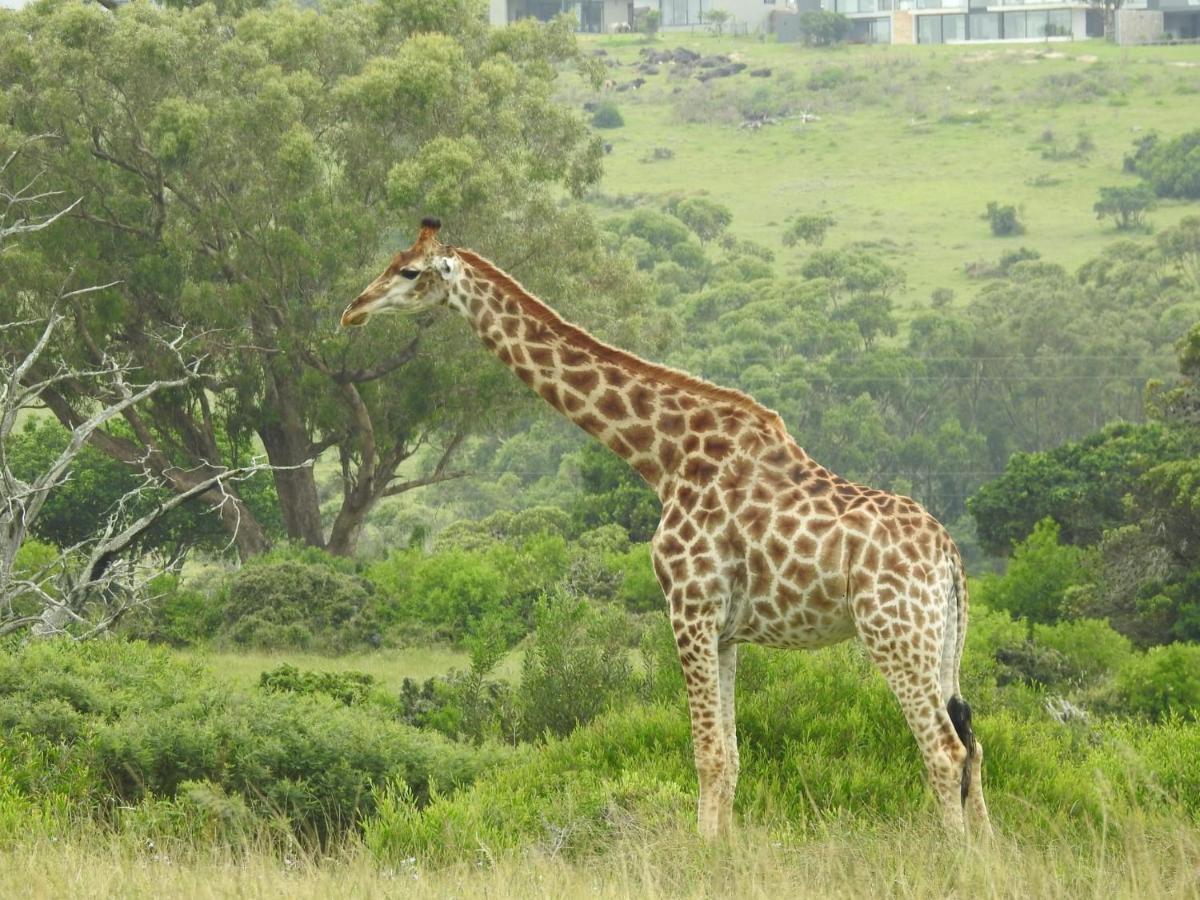Milkwood Country House Port Elizabeth Exteriér fotografie
